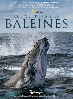 voir serie Les Secrets des baleines en streaming