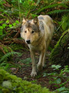 voir Bienvenue sur l'île des loups saison 1 épisode 1