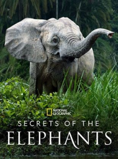 voir serie Les Secrets des éléphants en streaming